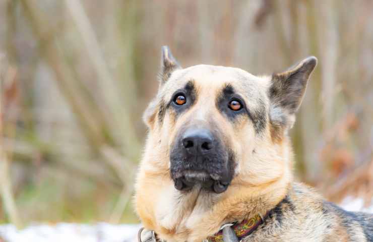 ragazzo prende a calci cane e il branco lo attacca