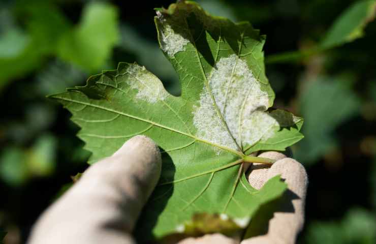 come riconoscere la peronospora