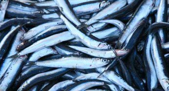 Mercato del pesce più grande in Italia: dove si trova e quanto inquina?