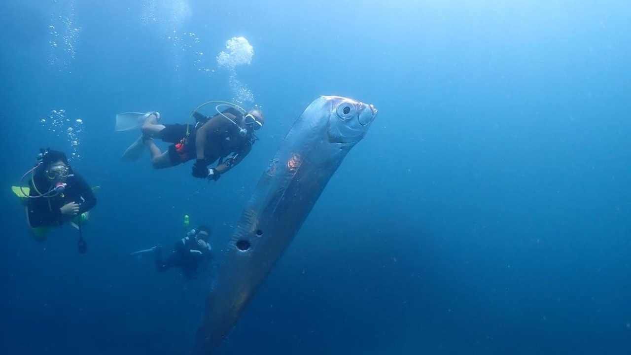 cosa è il pesce remo