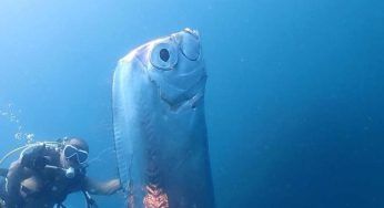 Credenze popolari dicono che preannunci tsunami e terremoti: conosciamo questo pesce