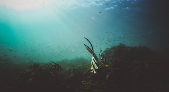 Il colore degli oceani non è più lo stesso e la colpa è dell’uomo