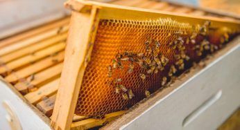 Peste delle api si diffonde: non è pericolosa per l’uomo ma una minaccia per gli insetti