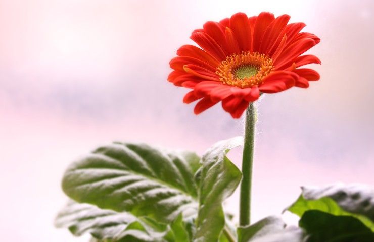 gerbera fiore