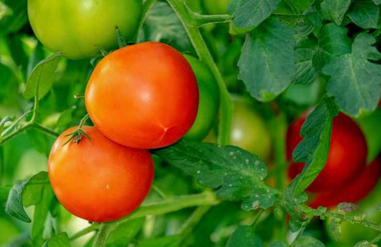 pomodoro per crescita rosa