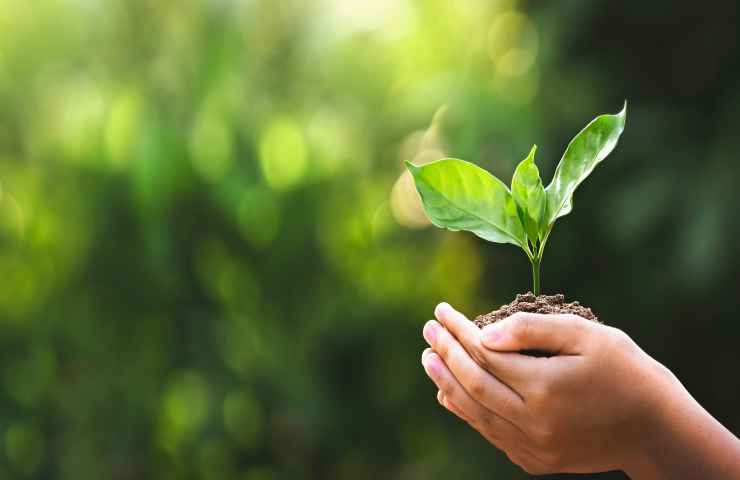 fertilizzante piante fai da te