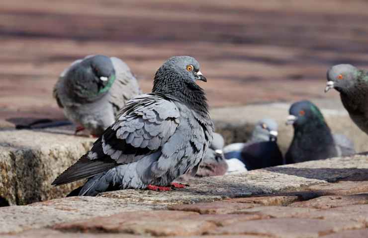 rimedi naturali contro piccioni