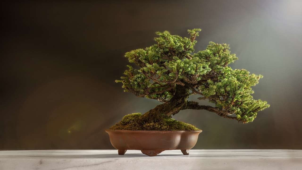 bonsai coltivazione conifera