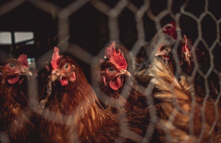 polli batteria benessere animale
