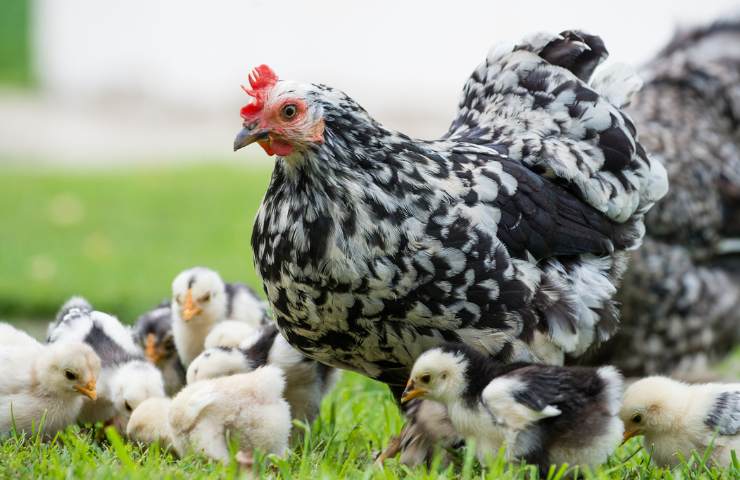 galline rischio estinzione