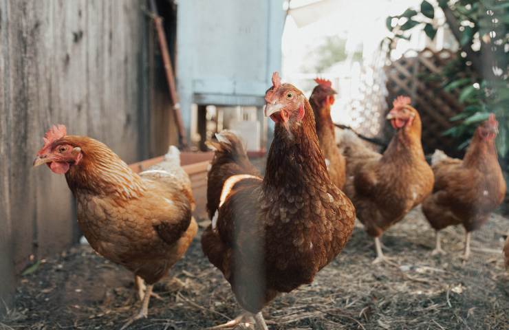 polli batteria benessere animale