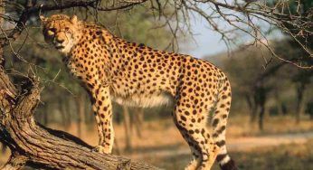 Reintroduzione sul territorio, ma 5 ghepardi sono già deceduti: dove