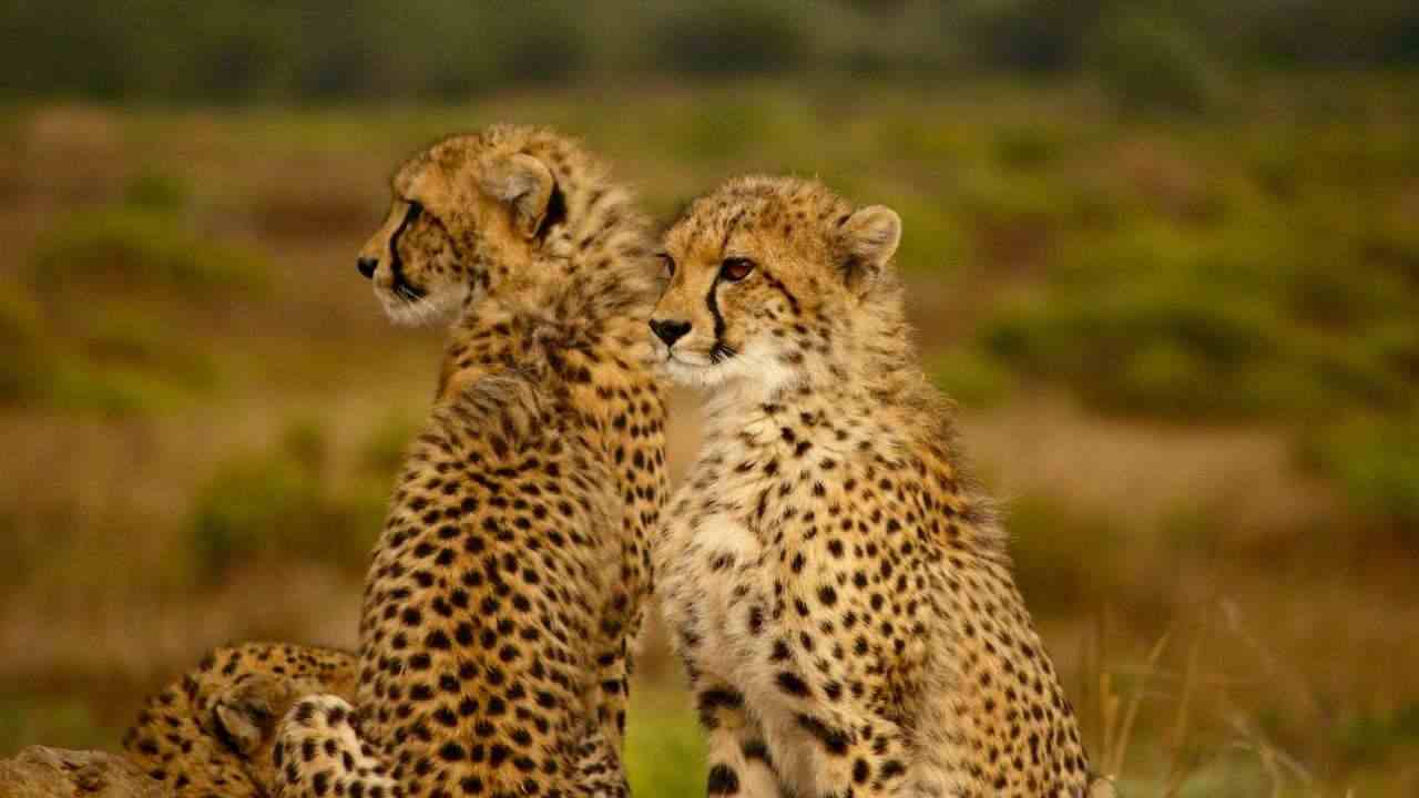 reintroduzione ghepardi