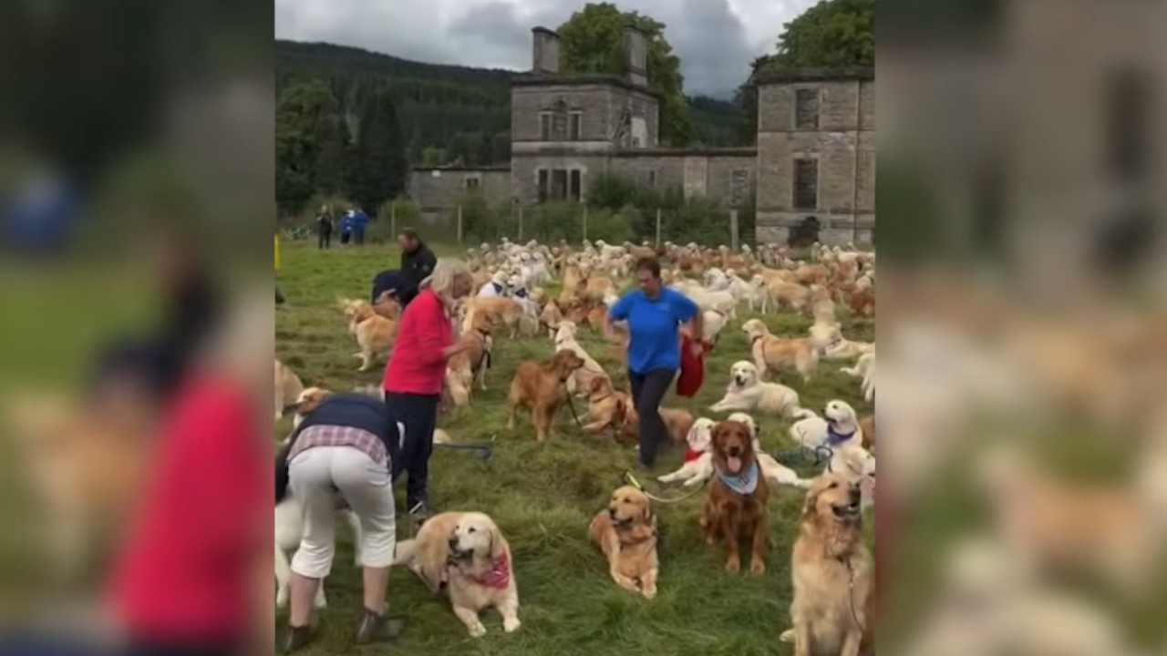 golden retriever si ritrovano in inghilterra