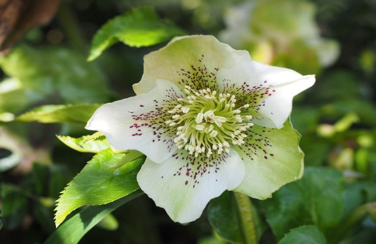 rosa di natale frutto 