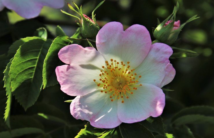 rosa selvatica bacca