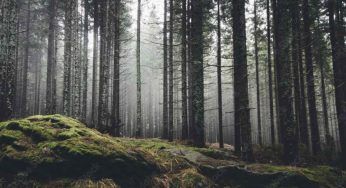 Un contadino si perde nel bosco, quello che scopre ha dell’incredibile