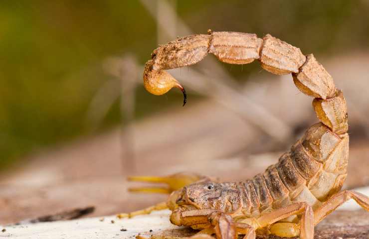 quali animali esotici si portano in aereo