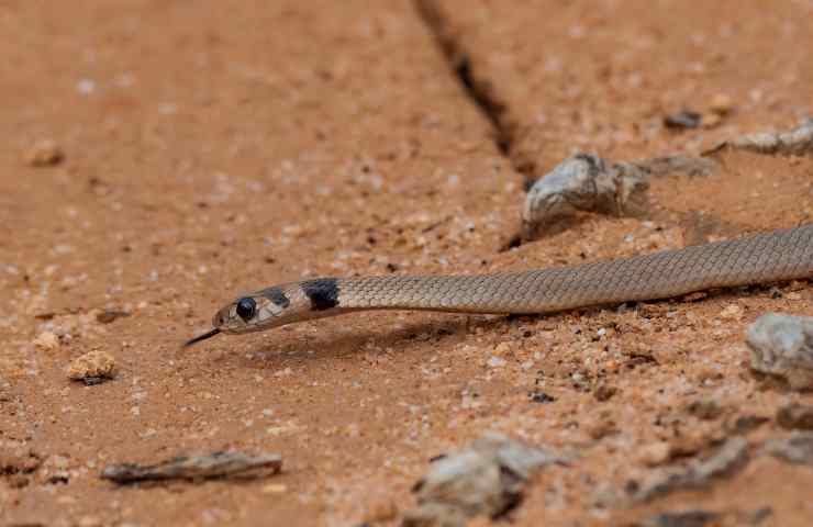 serpente frusta del deserto nuova scoperta
