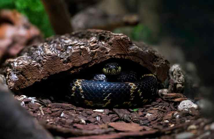 serpente frusta del deserto nuova scoperta