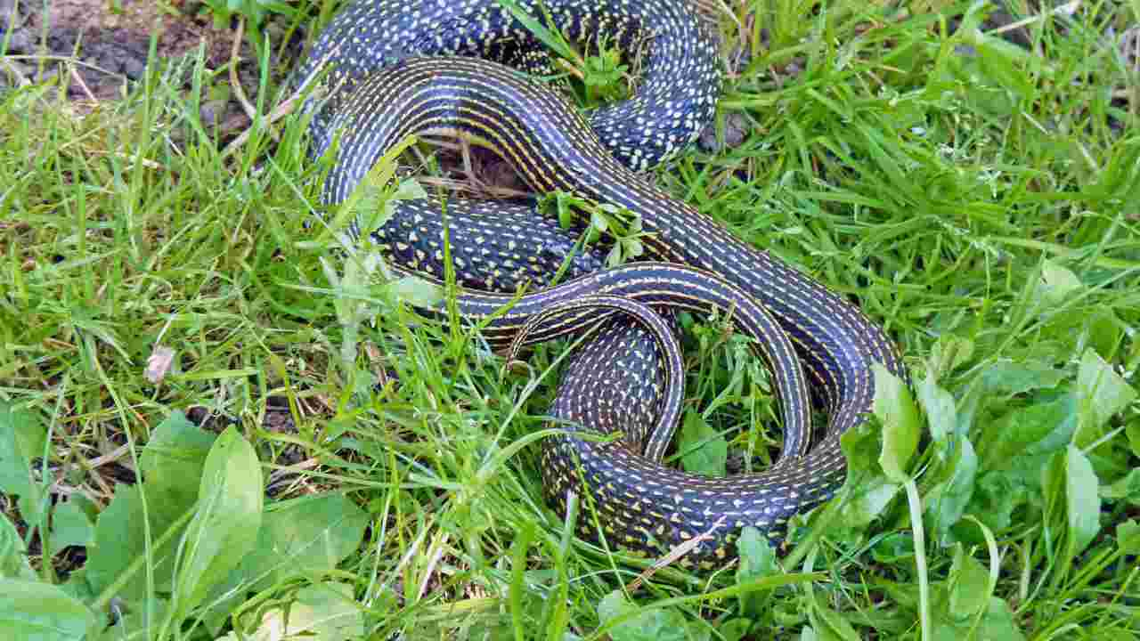 serpente frusta del deserto nuova scoperta