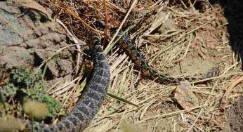 Nuova specie di serpente velenoso: dove si trova