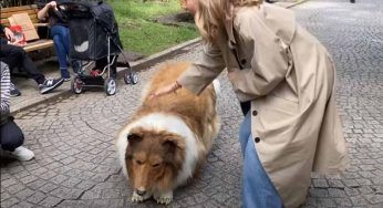 L’uomo che si è trasformato in un cane: le reazioni delle persone a passeggio