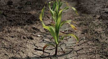 Temperature eccessive: a rischio anche il cibo