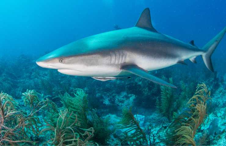 squali in italia pericolo