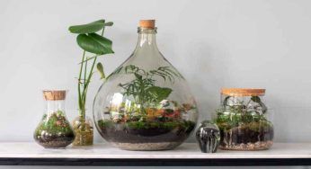 Terrario: come lavare i vetri in modo facile e veloce