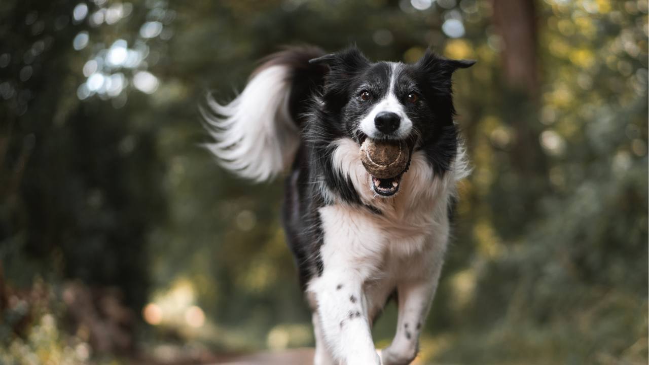 razze di cane forti
