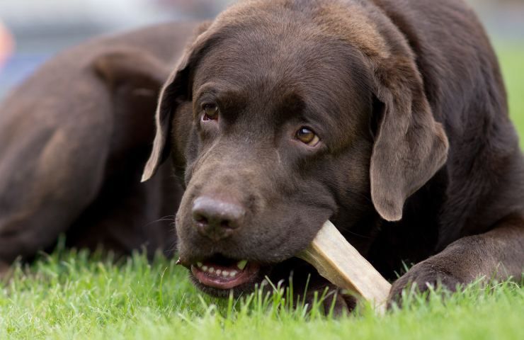 cane eroe ferma detenuto