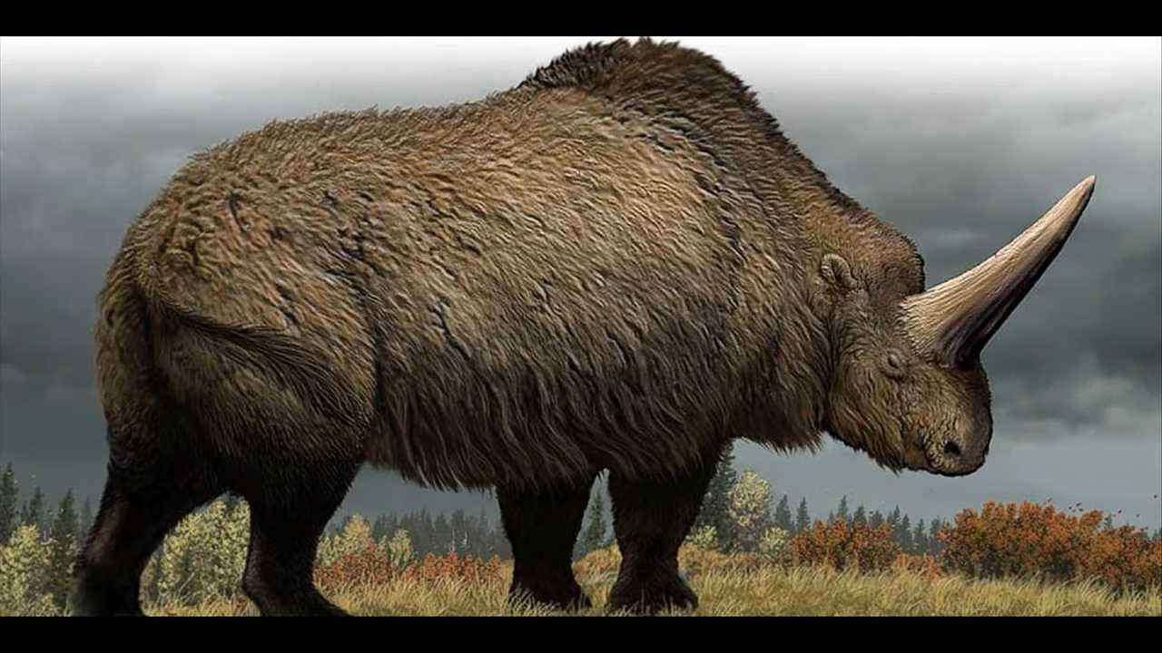 cosa è l'unicorno siberiano