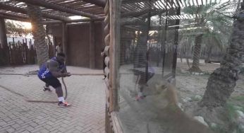 Culturista contro leone: la forza incredibile dell’animale – VIDEO