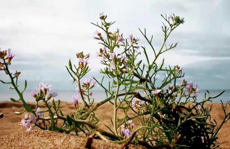 70 specie vegetali isola surtsey islanda