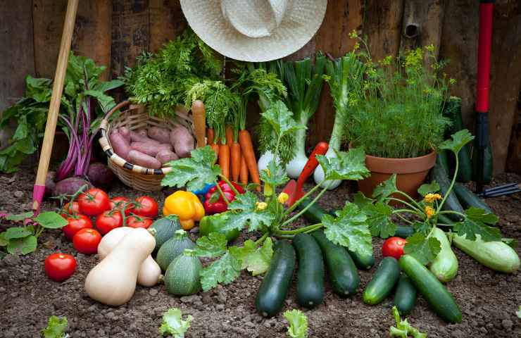 coltivare verdure fai da te