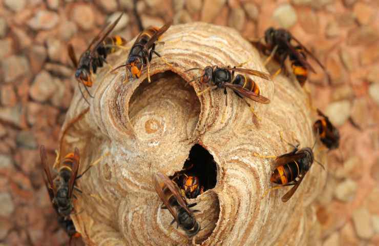 nido vespe come intervenire