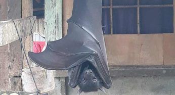 La foto virale che sciocca il web: è un pipistrello gigante? Tutta la verità