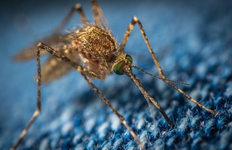 zanzare come proteggersi in modo naturale