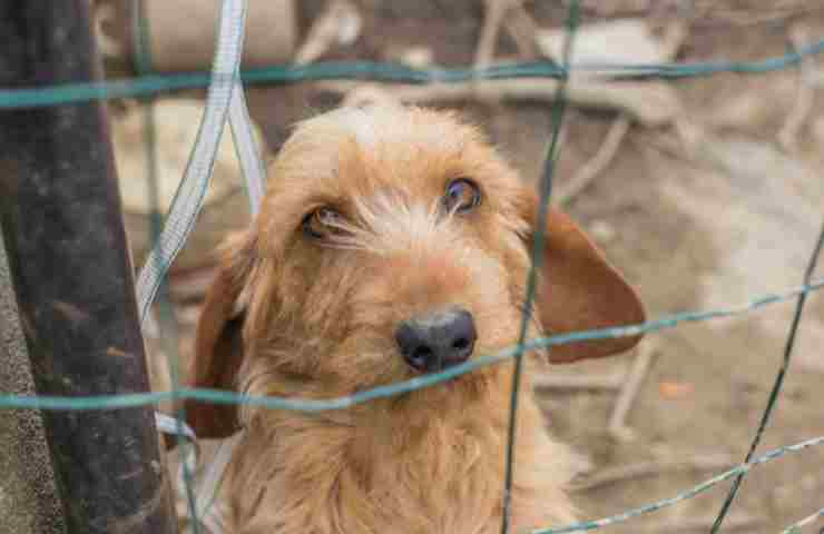 Cane abbandonato