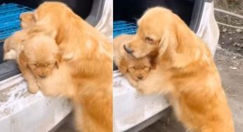 L’ultimo abbraccio tra una mamma e il suo cucciolo: è stato adottato – VIDEO