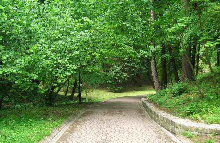 Alberi Milano abbattuti maltempo