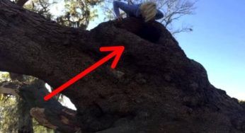 Durante i lavori devono smantellare un albero di 200 anni: ma appena vedono al suo interno URLANO