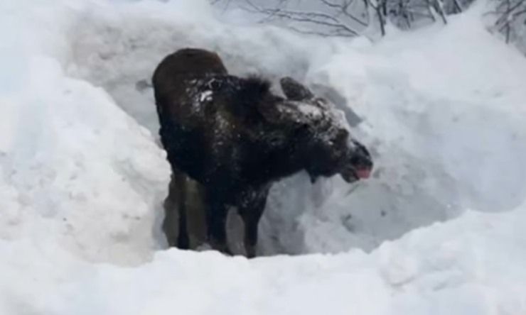 Zampette sbucano dalla neve, l'animaletto va salvato