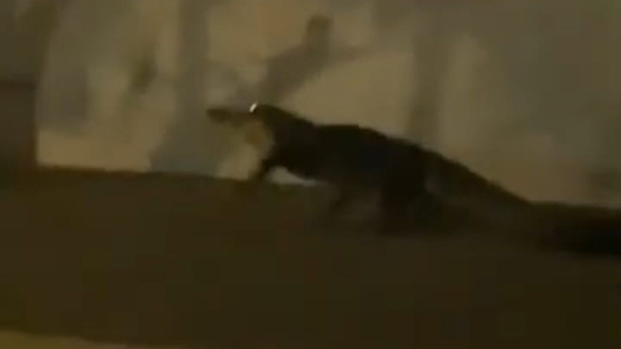 alligatore video