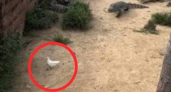 Gli alligatori partono all’attacco: il VIDEO che tiene in ansia