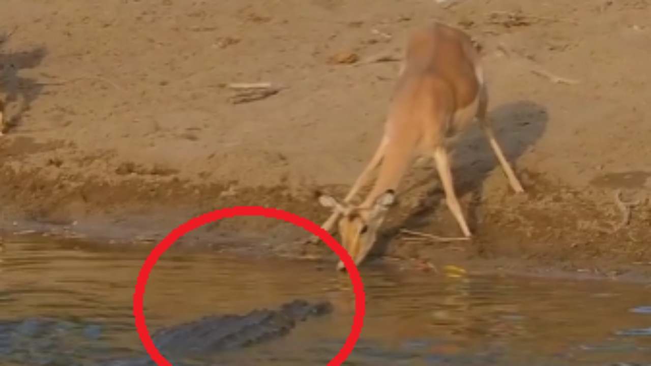 Alligatore cattura la sua preda, immagini spaventose