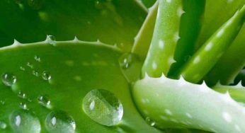 Aloe e rosmarino: un’accoppiata vincente della quale non farai più a meno