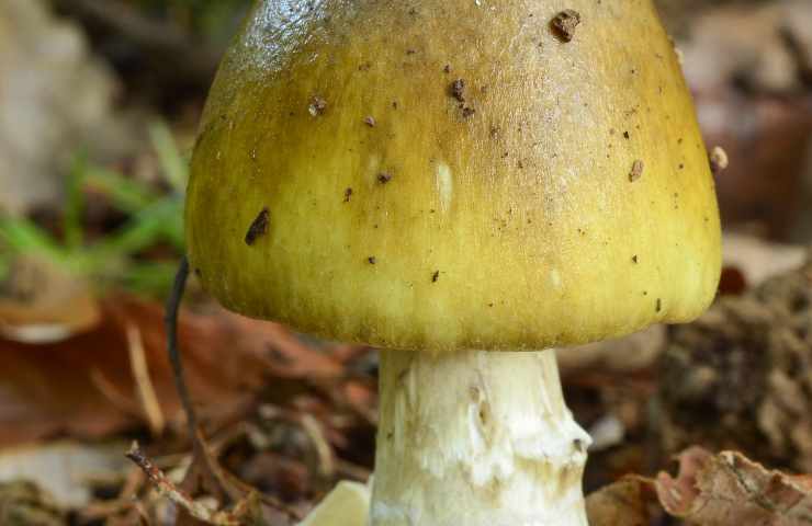 Pranzo famiglia avvelenati funghi