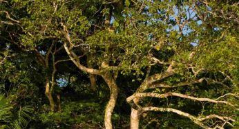 Protezione Amazzonia: l’incontro con 600 leader indigeni